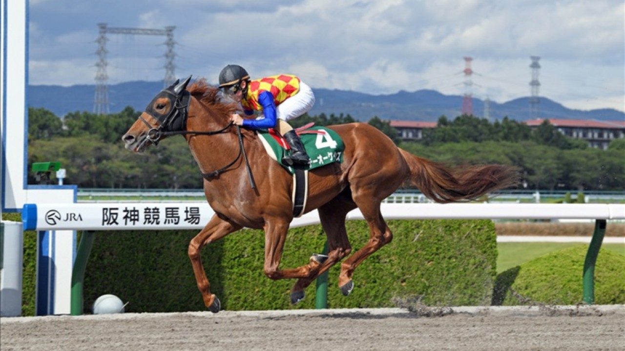 Japanese Dirt Champion, T O Keynes, A Promising Contender ... Image 1